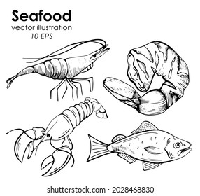 Sea and fish doodle sketch vector illustration line graphic different types of fish. Seafood restaurant and shop cooking menu.