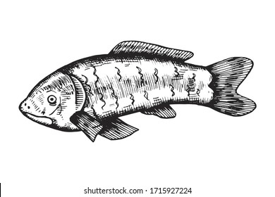sea fish drawing. isolated vector sketch icon