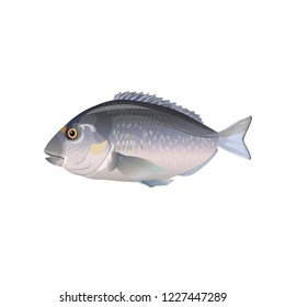 Sea fish gilt-head bream. Vector illustration isolation on the white background