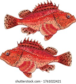 sea fish grouper red ugly