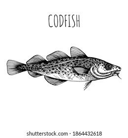 Sea fish. Hand-drawn sketch vector. Vintage style. Fish and seafood products. Codfish