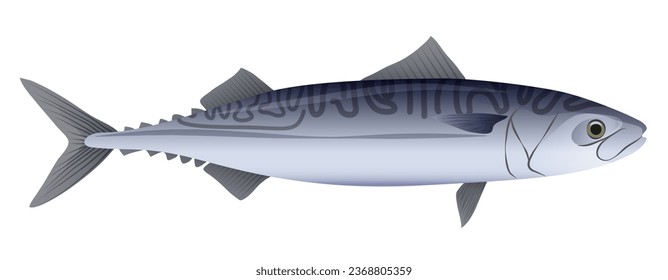 Sea fish mackerel. Healthy seafood cuisine, marine sardine fish cartoon vector illustration