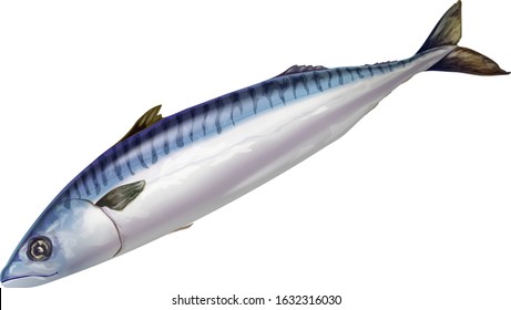 Sea fish mackerel on a white background. Vector image.