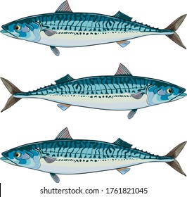 sea fish mackerel in shades of blue tones