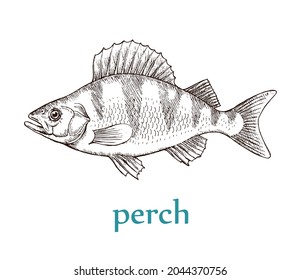 Sea fish perch on a white background. Cooking delicious food. Vector isolated illustration hand drawn