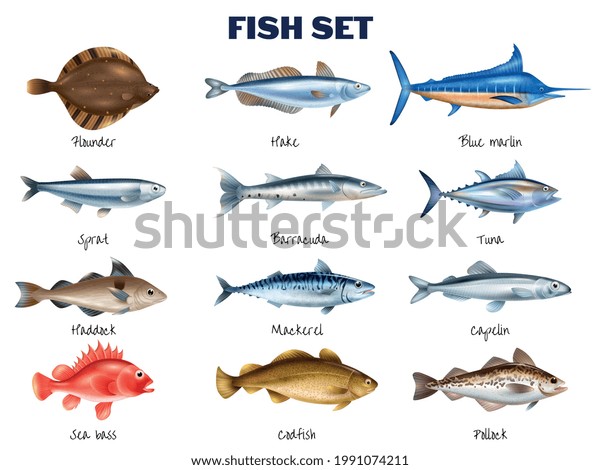 Sea Fish Realistic Set Different Fish Stock Vector (Royalty Free ...