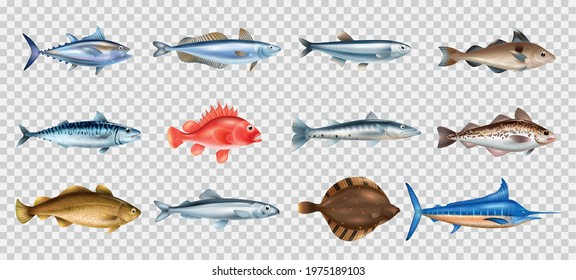 Sea fish realistic transparent set with different species symbols isolated vector illustration