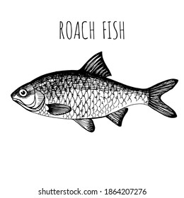 Sea fish.  Roach. Hand-drawn sketch vector. Vintage style. Fish and seafood products
