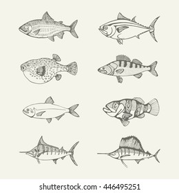 sea fish set. drawings