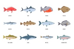 Sea Fish Set. Fresh Raw Cartoon Fish Collection. Tuna, Salmon, Trout, Mackerel, Shark, Codfish, Dorado, Sea Perch, Piranha, Flatfish On White Background. Flat Vector Illustration