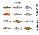 Sea fish set. Vector illustration of different types of saltwater fish, such as Pink salmon, Pollock, Gilt-head bream, Rockfish, Mackerel, Sea bass, Keta, Codfish. Isolated on white.