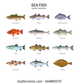 Saltwater Fish High Res Stock Images Shutterstock