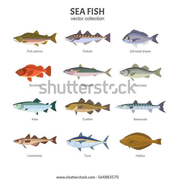 Sea fish set.\
Vector illustration of different types of saltwater fish, such as\
Pink salmon, Pollock, Gilt-head bream, Rockfish, Mackerel, Sea\
bass, Keta, Codfish. Isolated on\
white.