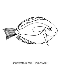 Sea fish sketch for background and design vector illustration