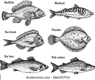 Sea Fish Sketch Set. Fishing. Hand Drawn Vector Fish. Flounder, Sea Bass, Salmon, Mackerel.