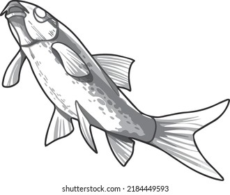 Sea fish vector. Hand-drawn illustration. For a book or encyclopedia. Elegant drawing in shades of gray.