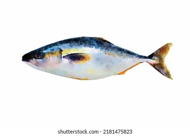 Sea fish vector isolated on white background Marine watercolor illustration Wildlife in reef Exotic tropical ocean Fishing Cartoon art for decoration greeting cards or logo design