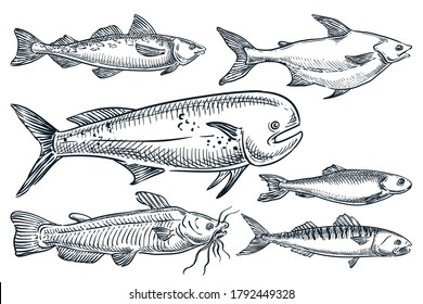 Sea Fishes Set, Isolated On White Background. Hand Drawn Sketch Vector Illustration. Seafood Market Food Design Elements. Doodle Drawing Of Catfish, Dorado, Mackerel, Pollock And Herring,