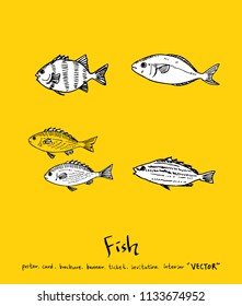 sea food illustrations / Hand drawn food ingredients - vector