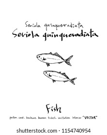 sea food illustrations / Hand drawn food ingredients - vector