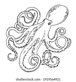 Sea Food. Octopus Vector Food Sketch.