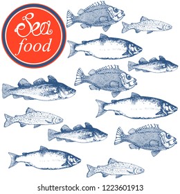 sea food, set, fish, cod, salmon, carp, hand drawing vector