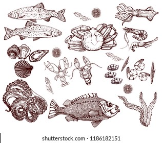 sea food, set, vector illustration, isolated on white background, shrimp, trout, lobster
