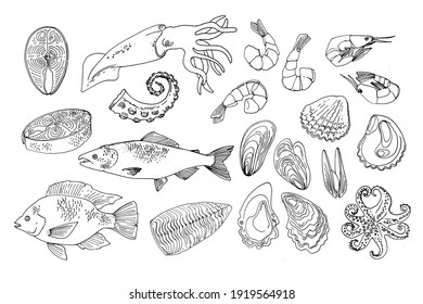 Sea food. Vector drawing of food. Red and white fish, Tilapia, squid, salmon, oysters, mussels, shrimps, octopus