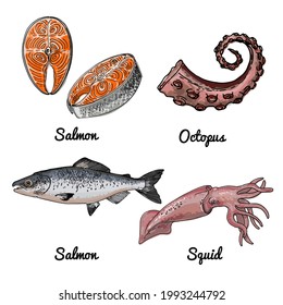 Sea food. Vector drawing of food. Red fish, salmon, trout, octopus, squid
