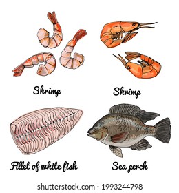 Sea food. Vector drawing of food. Red and white fish, Tilapia, shrimps