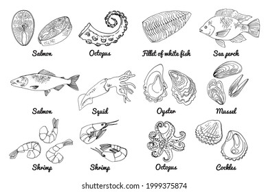 Sea food. Vector drawing of food. Red and white fish, Tilapia, squid, salmon, oysters, mussels, shrimps, octopus