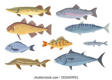 Sea and freshwater fish set. Tilapia, halibut, sardine, dorado, herring, salmon, garfish isolated on white. Vector illustration for fishery, seafood, fish market, gourmet concept