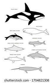 Sea and freshwater mammals with text names (killer whale, beluga, narwhal, irrawaddy, white sided, bottlenose dolphins). Vector image silhouettes.