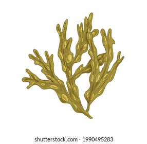 Sea Fucus or rockweed. Underwater edible seaweed with bladders on leaves. Undersea vesicular alga. Botanical drawing. Realistic hand-drawn vector illustration isolated on white background