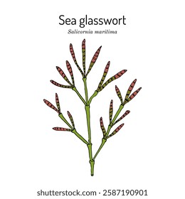 Sea glasswort (Salicornia maritima), edible and medicinal plant. Hand drawn botanical vector illustration