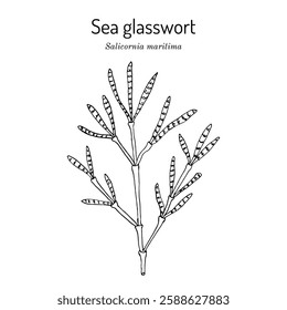 Sea glasswort (Salicornia maritima), edible and medicinal plant. Hand drawn botanical vector illustration