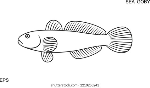 Sea goby outline. Isolated sea goby on white background