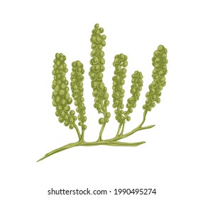 Sea grapes or green caviar algae. Caulerpa Lentillifera seaweed. Natural underwater plant. Undersea vegetation. Realistic hand-drawn vector botanical illustration isolated on white background