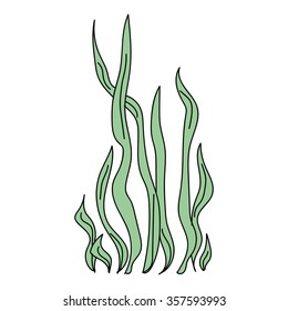 sea green algae