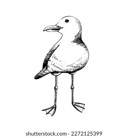 Sea gull. Isolated object drawn by hand in graphic technique. Vector illustration for summer, nautical and beach decoration and design.