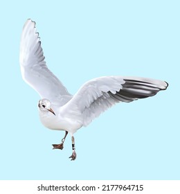 Sea gull on a blue background.