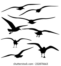Sea Gull Silhouette, Vector  