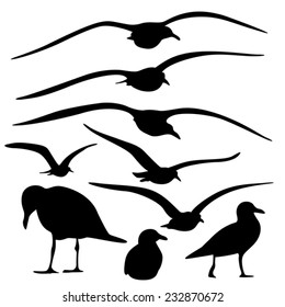 Sea Gull Silhouette, Vector  