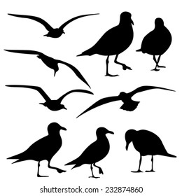 Sea Gull Silhouette, Vector  