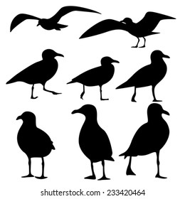 Sea Gull Silhouette, Vector 