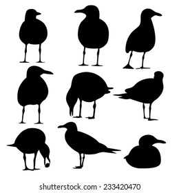 Sea Gull Silhouette, Vector 