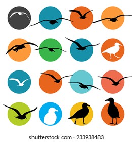 Sea Gull Silhouette, Vector 