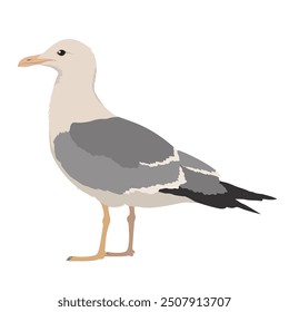 The sea gull is standing sideways. Illustrated vector clipart.