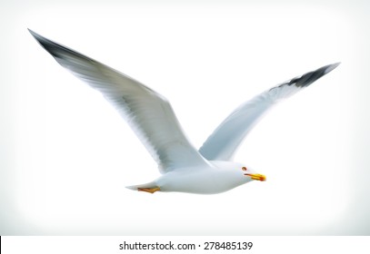 Sea Gull, Vector Icon