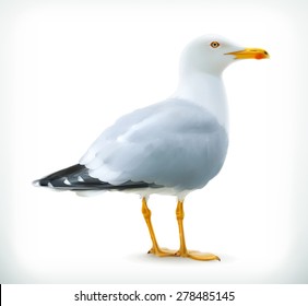 Sea Gull, Vector Icon